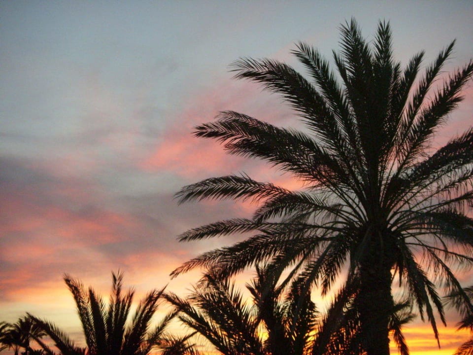 Sonnenuntergang hinter Palmen, Wunderschön  Hotel El Mouradi Djerba Menzel