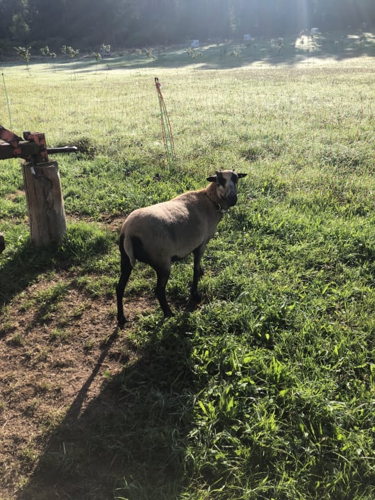 Sonstiges S'Fleckli Bioland Ferienbauernhof