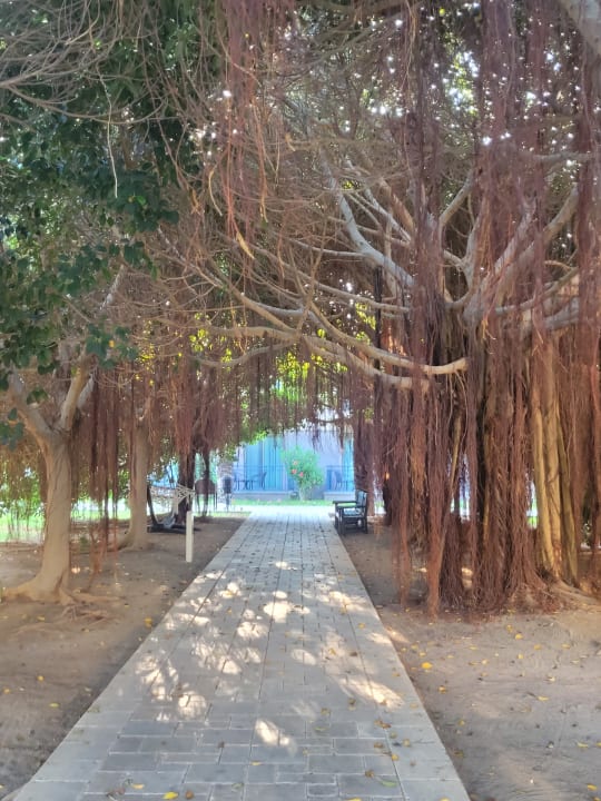 Gartenanlage TUI BLUE Palm Garden