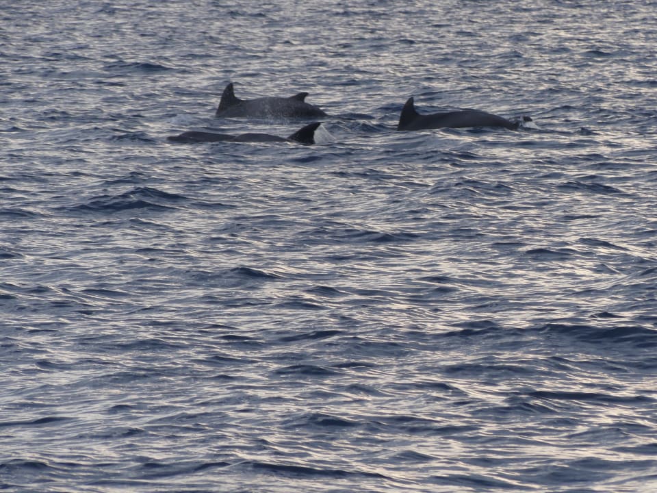 Strand Maistra Select Belvedere Resort