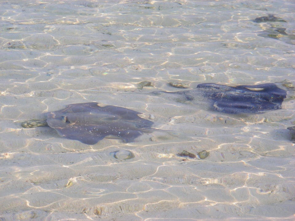 Tägliche Besucher Nordseite Kuredu Island Resort & Spa