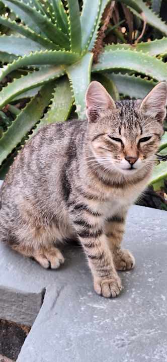 Gartenanlage Hotel Zephyros