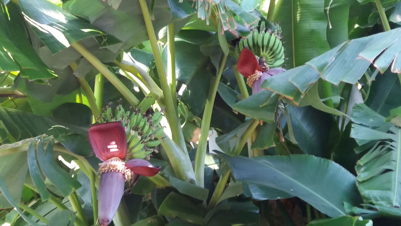Gartenanlage alltoura Club Hotel Porto Angeli Beach Resort