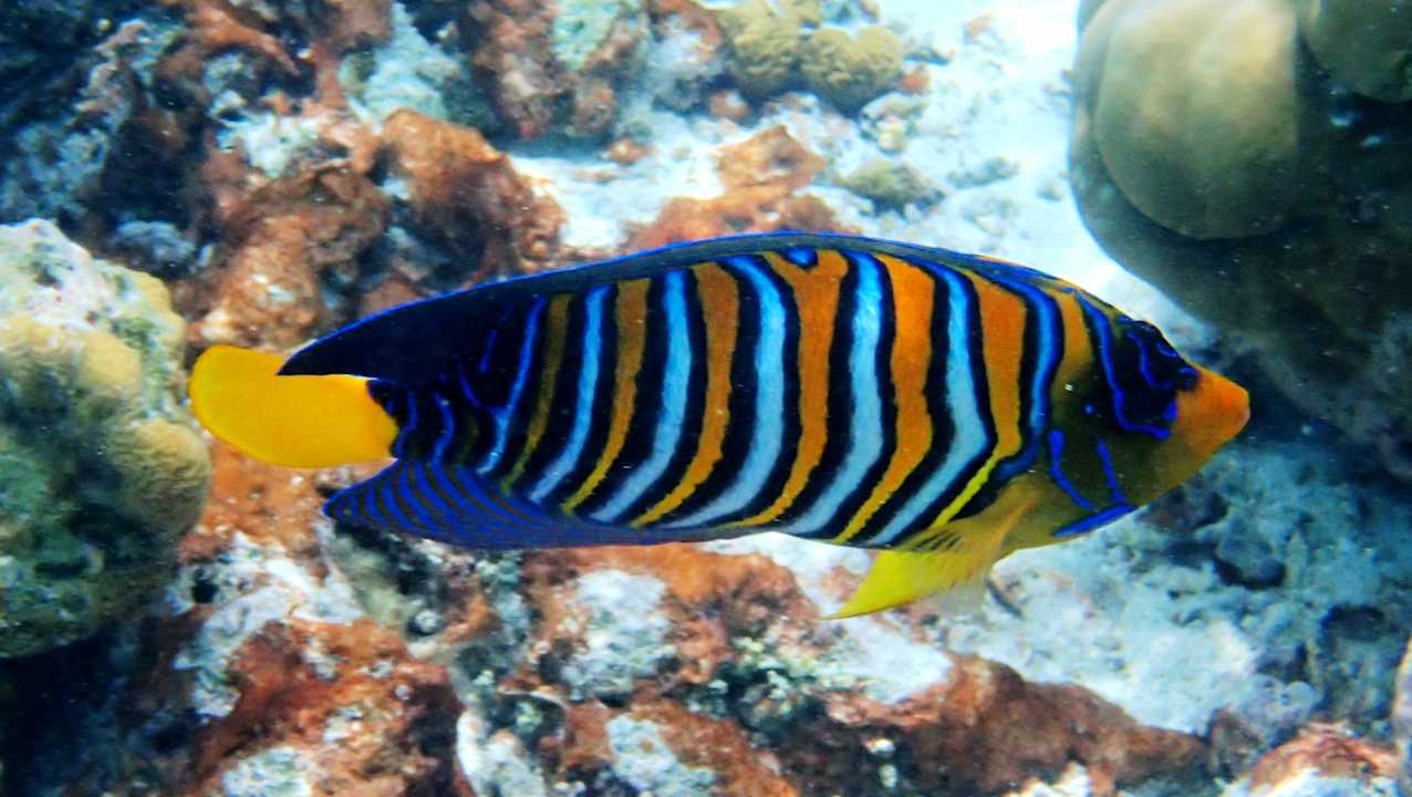 Sport & Freizeit Hotel Riu Palace Maldivas