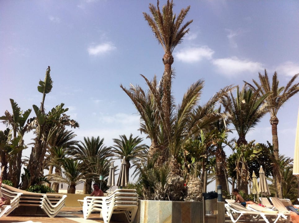 Früh am Morgen- noch freie Liegen zu sehen Hotel Riu Oliva Beach - Hotel