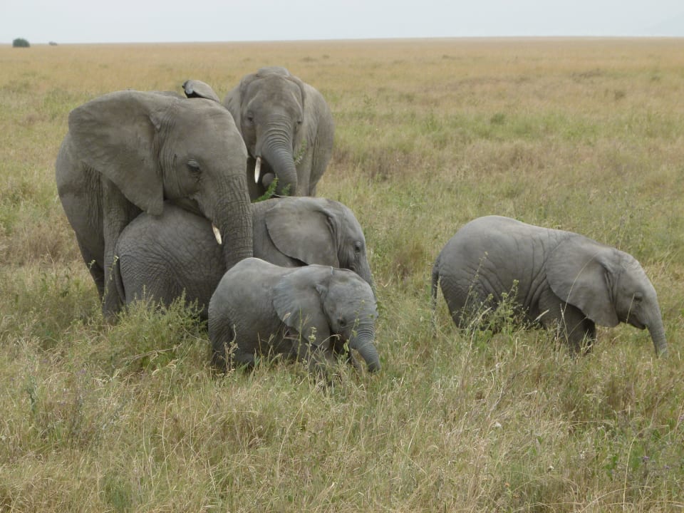 Elefantenfamilie Serengeti Serena Safari Lodge