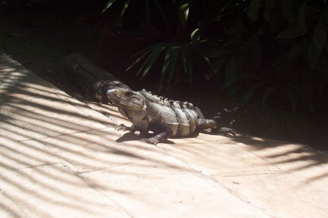 Andere Bewohner der Anlage Catalonia Playa Maroma