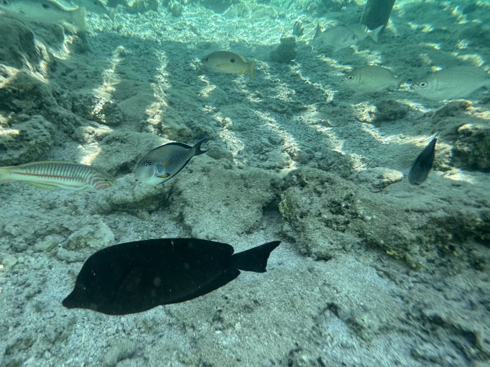 Sonstiges Lazuli Hotel Marsa Alam