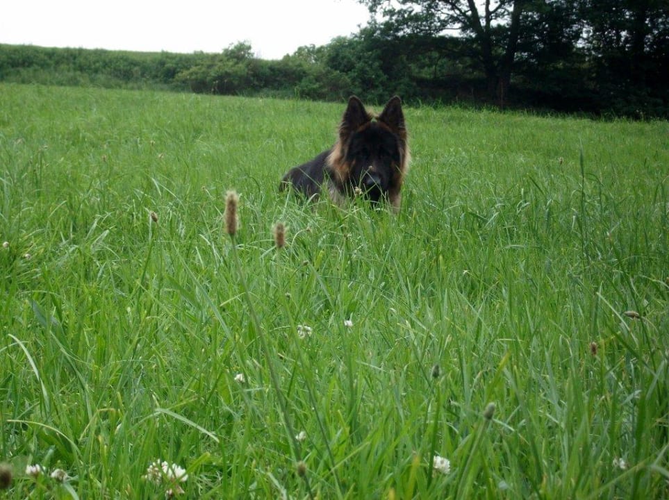 Rex im Freien Göbel's Seehotel Diemelsee