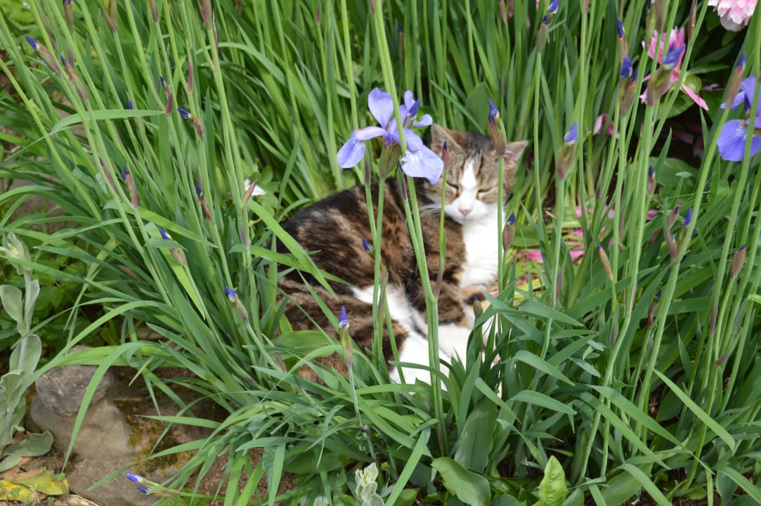 Sonstiges Ferienhaus Stockli