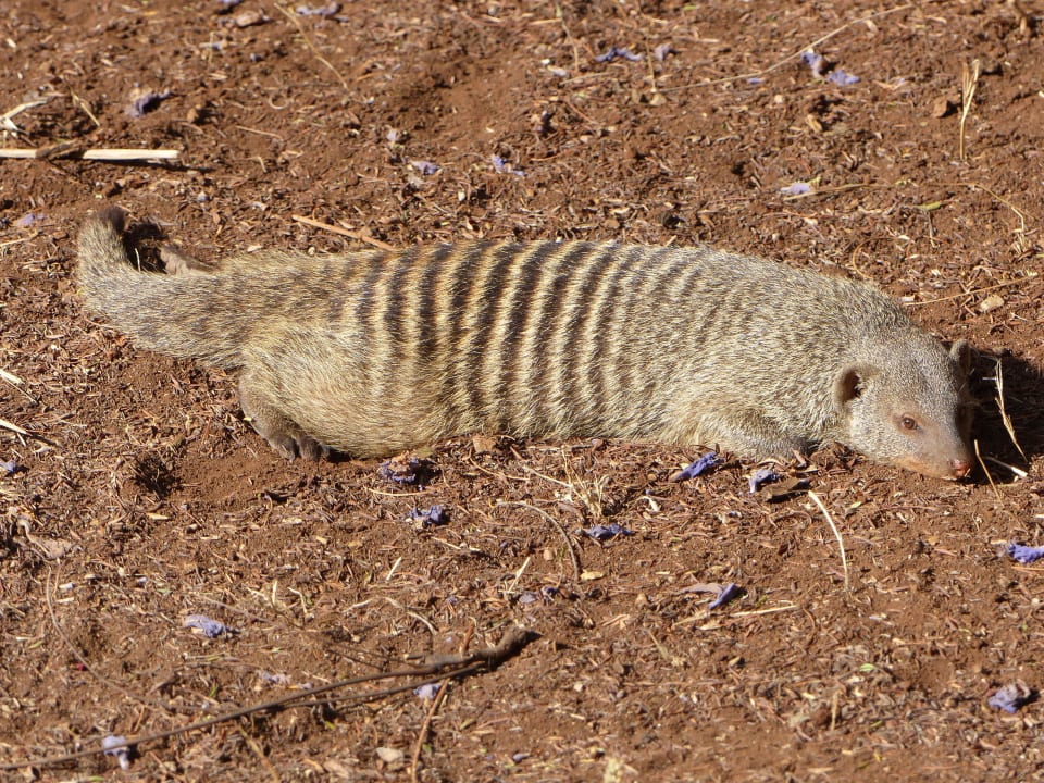 Vor den Zimmer Hotel Amboseli Sopa Lodge