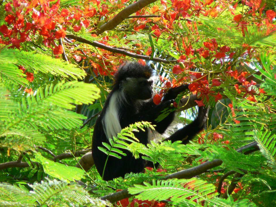 Colobus Affe Baobab Beach Resort & Spa