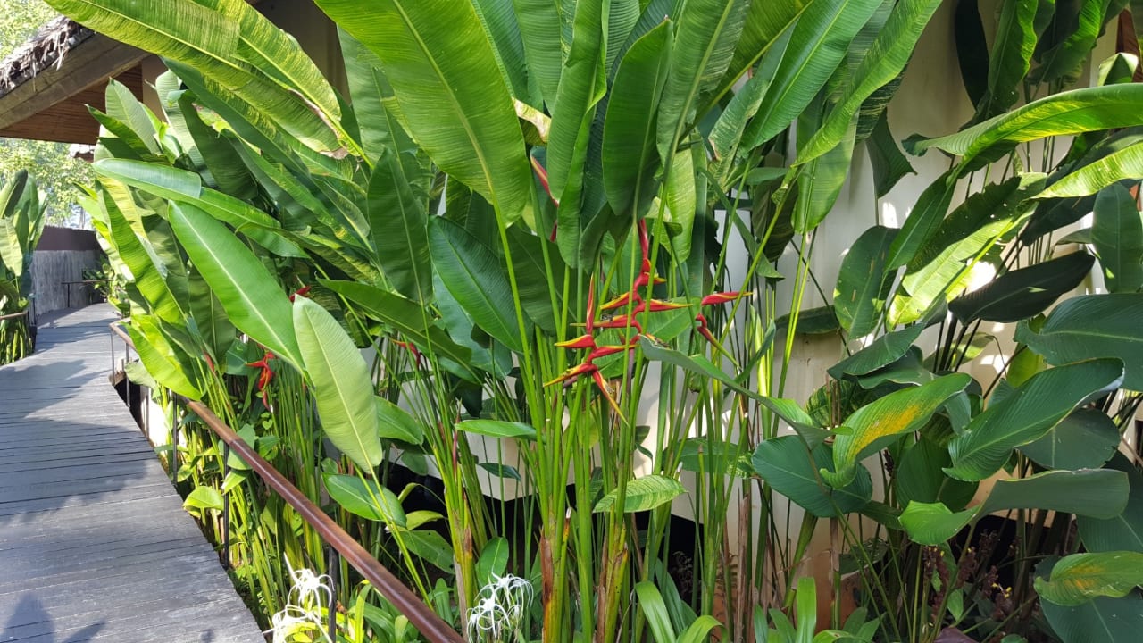 Gartenanlage Bangsak Village