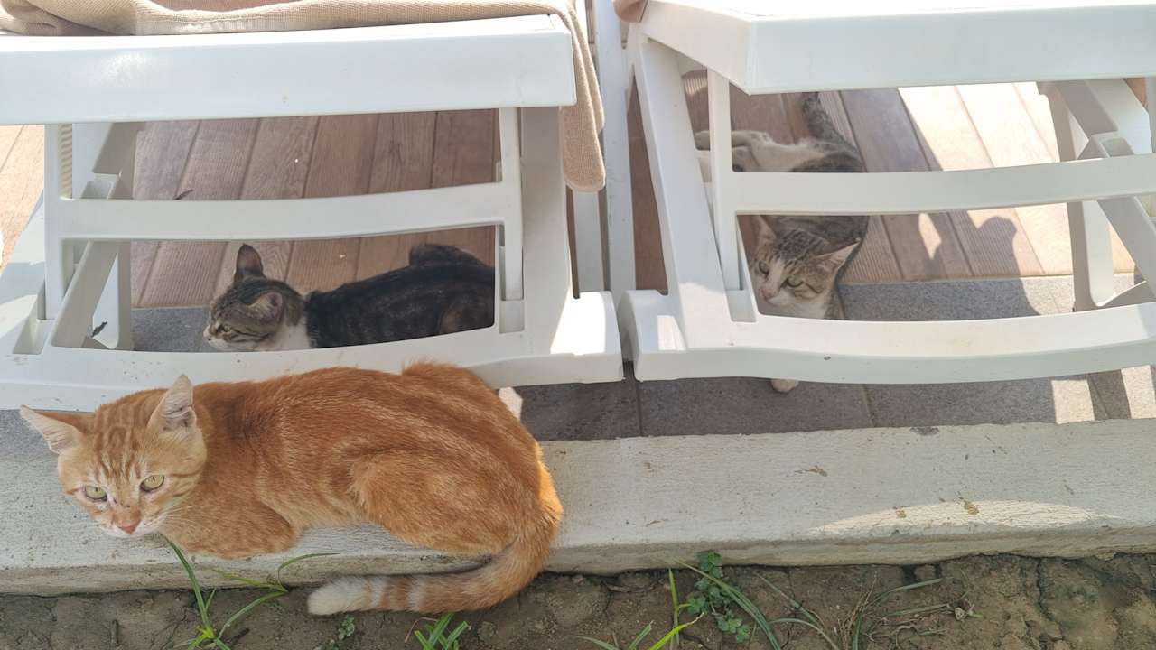 Sonstiges Seashell Vega