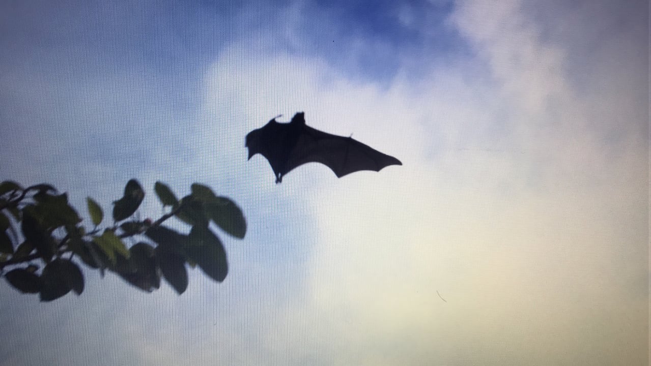 Die Flughunde Kuredu Island Resort & Spa