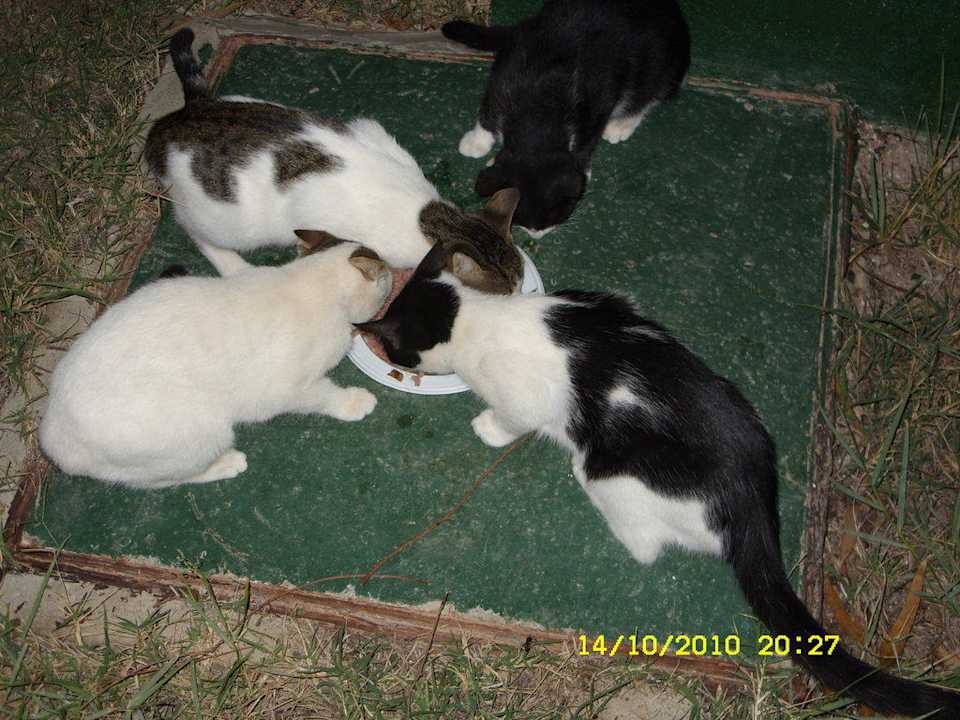 Haustiere Hotel El Mouradi Djerba Menzel