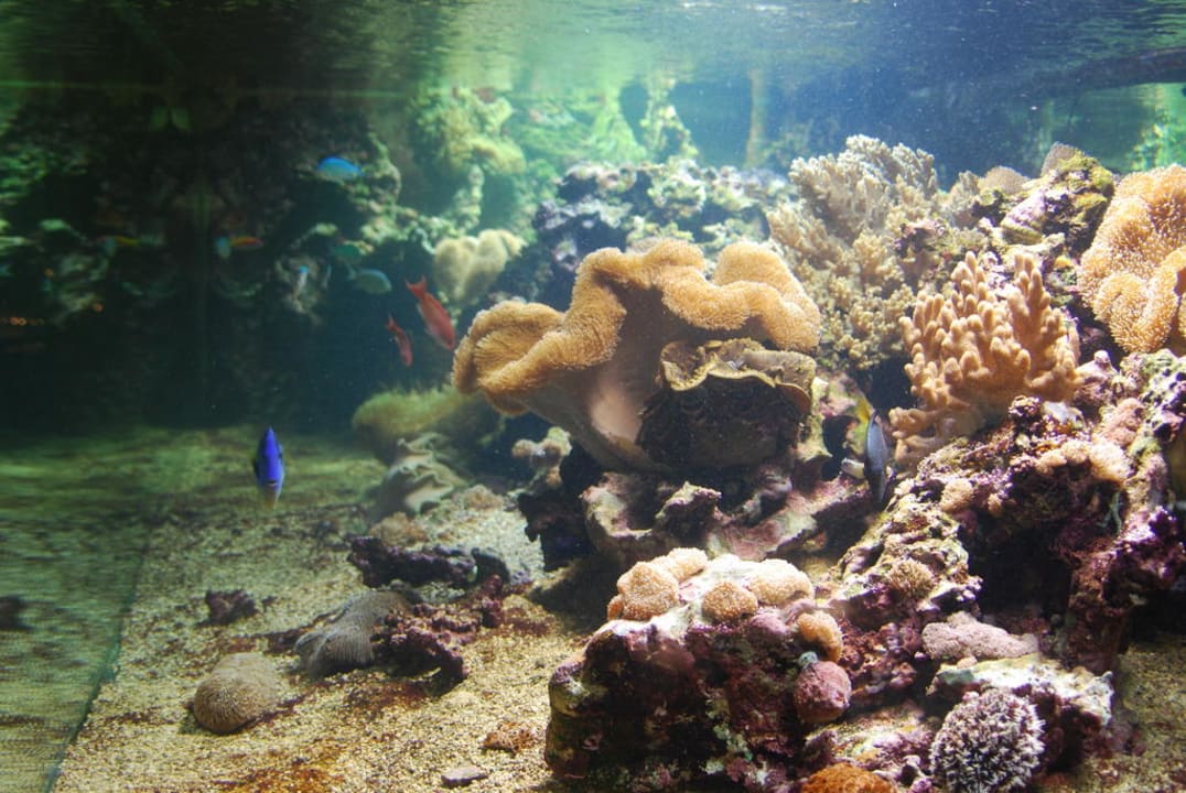 Aquarium neben Rezeption Mauricia Beachcomber Resort & Spa