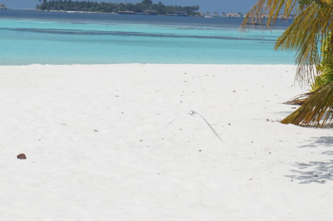 Strand Outrigger Maldives Maafushivaru Resort