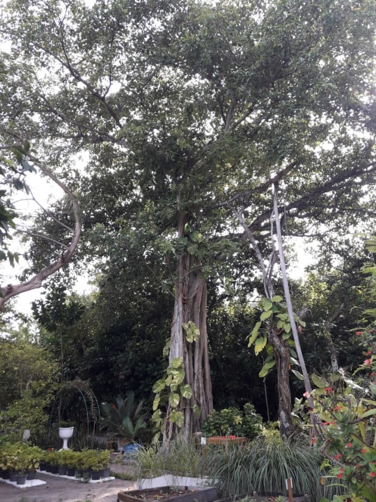 Gartenanlage NH Collection Maldives Reethi Resort