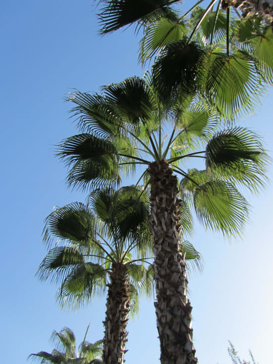 Palmen in der Anlage VONRESORT Golden Beach