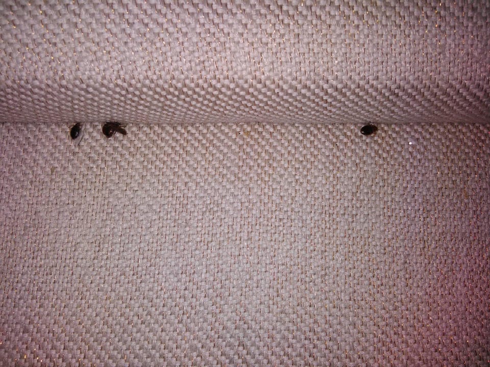 Nahansicht Wanzen 1. Zimmer Picardy Hôtel-Gare du Nord