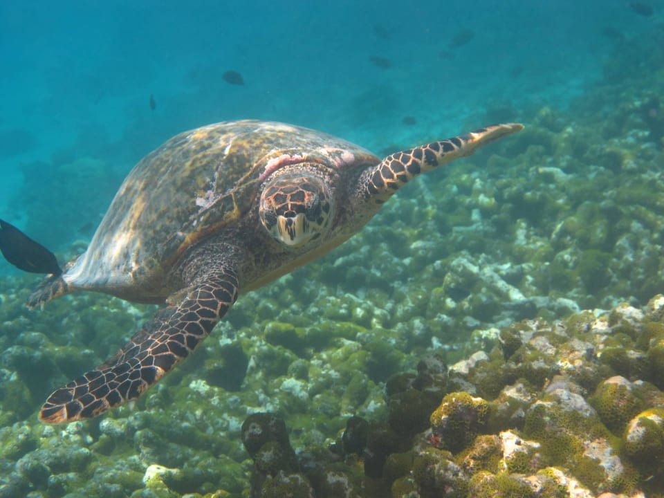 Schildkröte bei der Schnorcheltour Summer Island Maldives