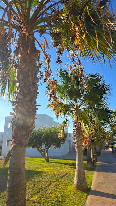 Gartenanlage Atlantica Plimmiri