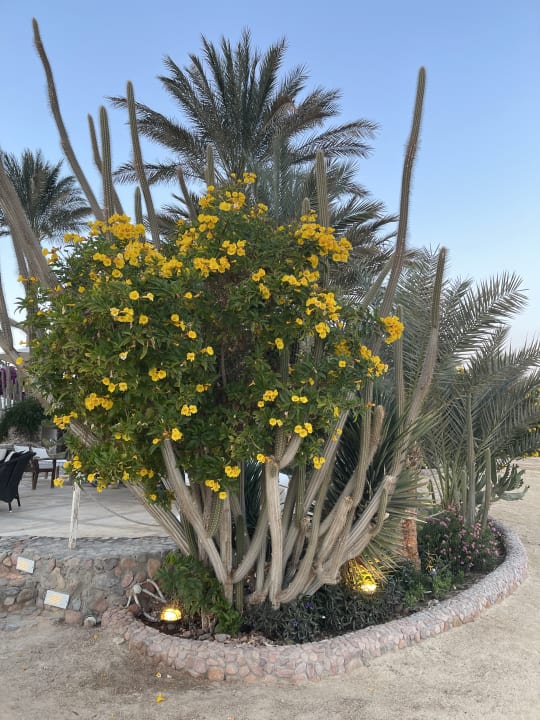 Gartenanlage Club Paradisio El Gouna, Red Sea