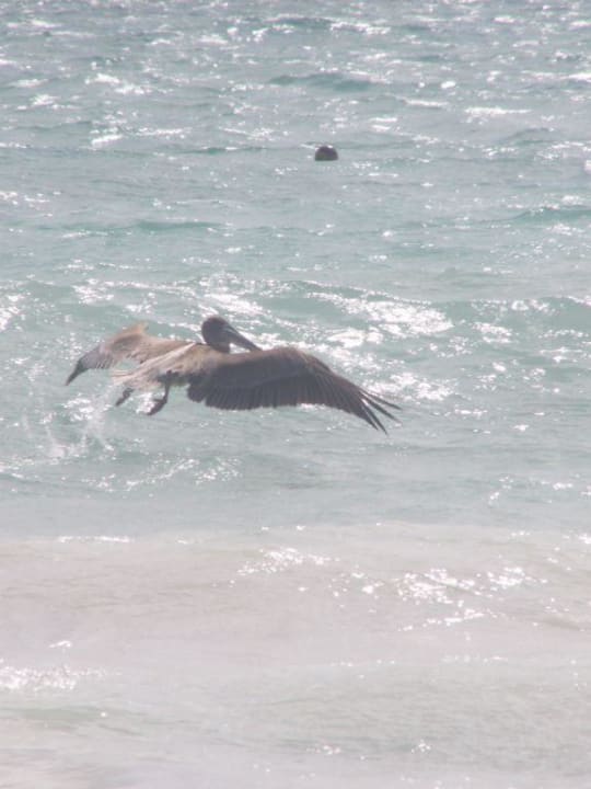 Pelikan beim Fischfang Punta Cana Princess All Suites Resort & Spa