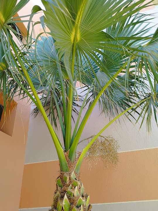 Gartenanlage Three Corners Sea Beach Resort