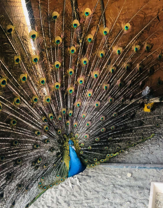 Gartenanlage Titanic Deluxe Golf Belek