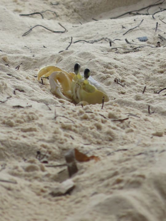 Strand Punta Cana Princess All Suites Resort & Spa