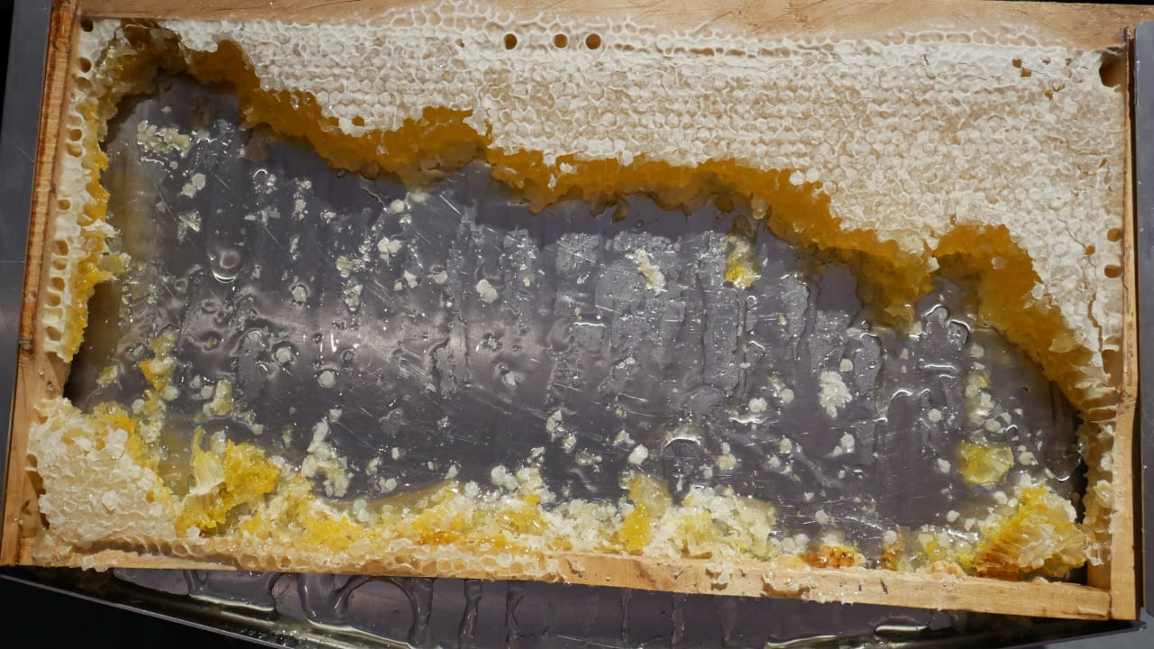 Gastro Dorint Hotel Bonn