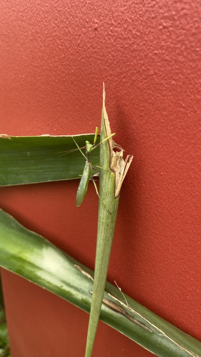 Sonstiges Don Genaro Apartments