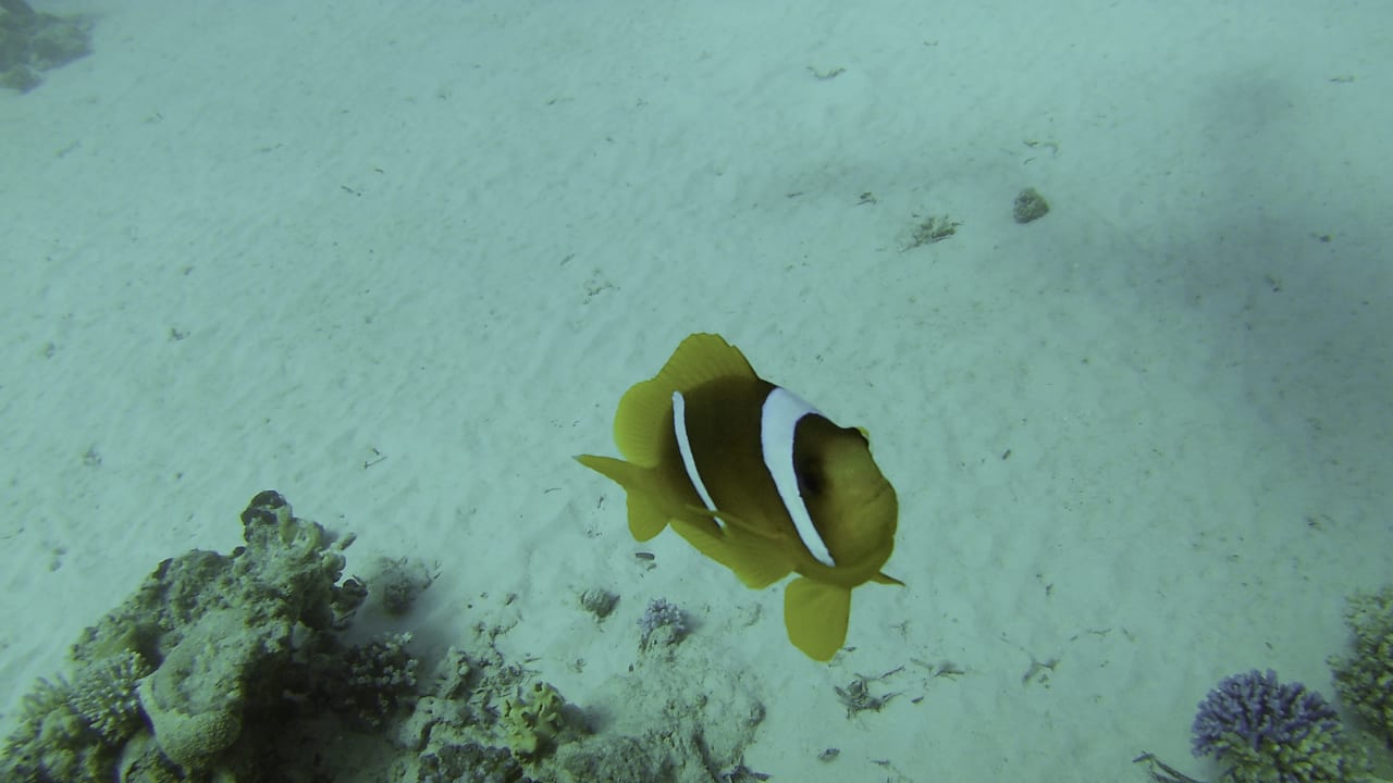 Sonstiges Tropitel Sahl Hasheesh