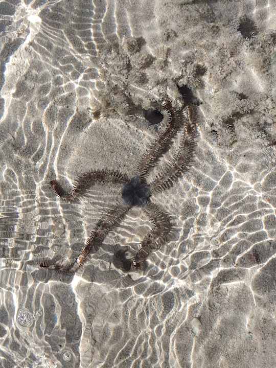 Strand JAZ Elite Asteria