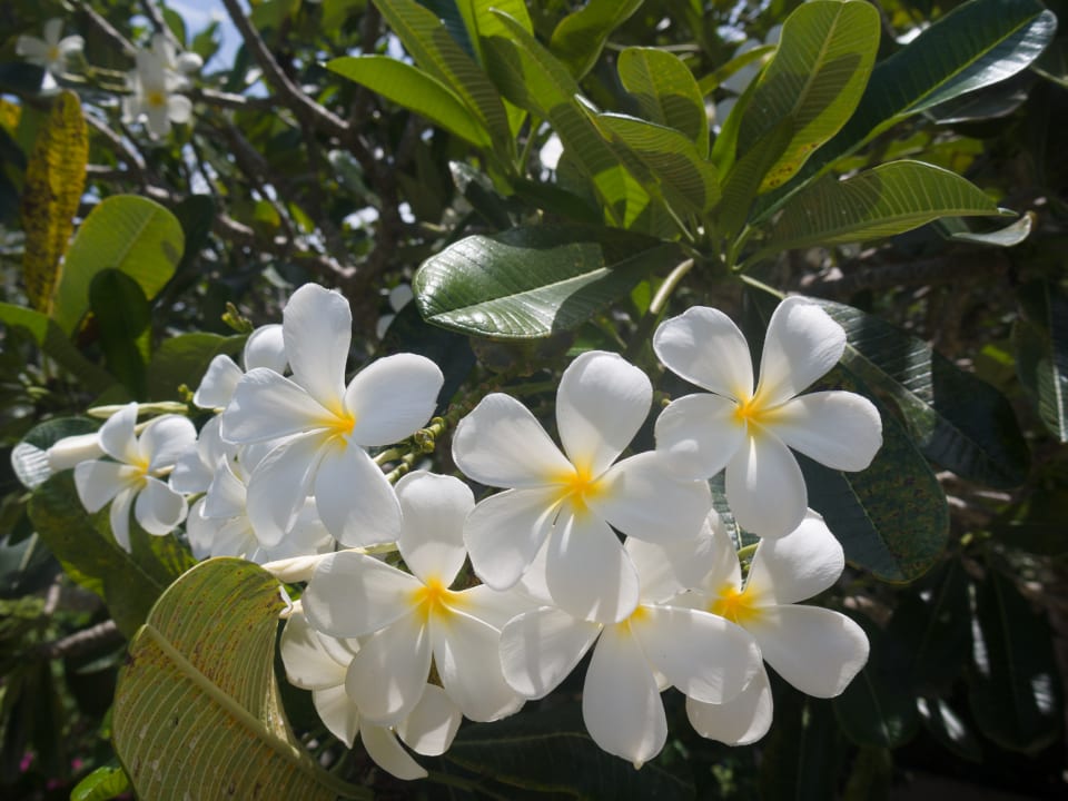 Gartenanlage Hotel Amorita Resort