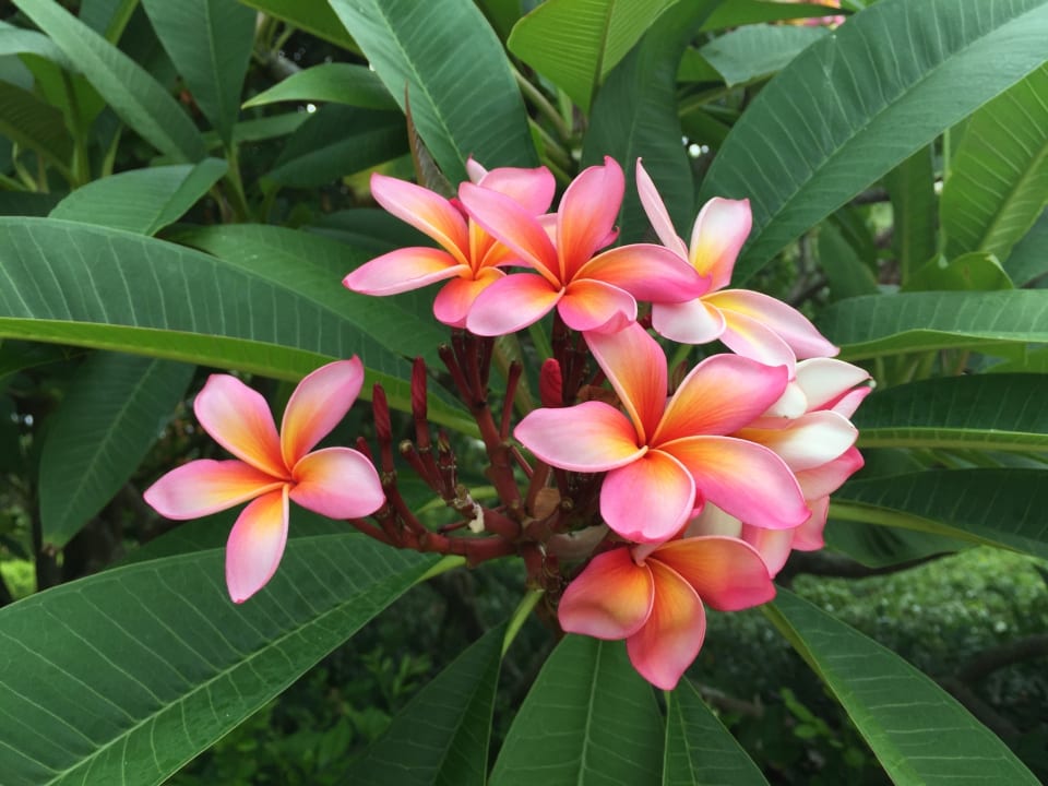 Gartenanlage Hotel Sanya Marriott Resort & Spa