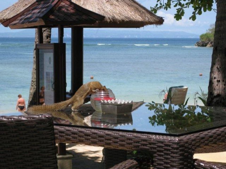 Strand mit Eichhörnchen The Laguna A Luxury Collection Resort & Spa