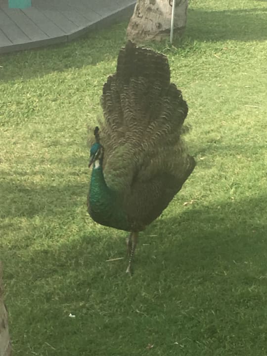 Gartenanlage JA Beach Hotel