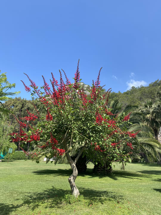 Gartenanlage TUI MAGIC LIFE Sarigerme
