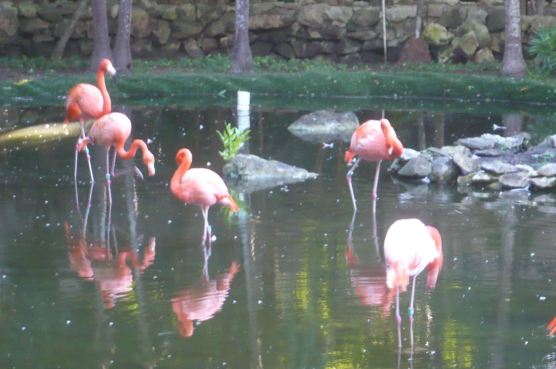 Flamingos Grand Palladium Kantenah Resort & Spa