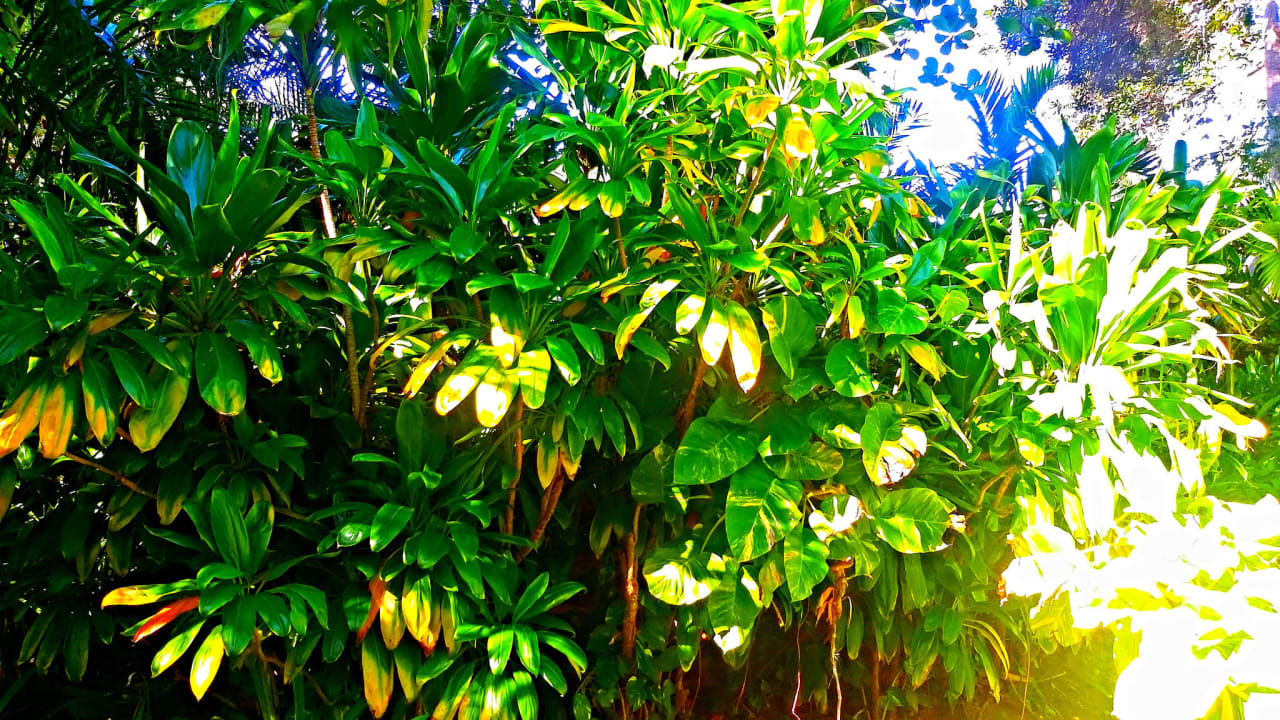 Gartenblick Grand Palladium Select Bávaro Resort & Spa