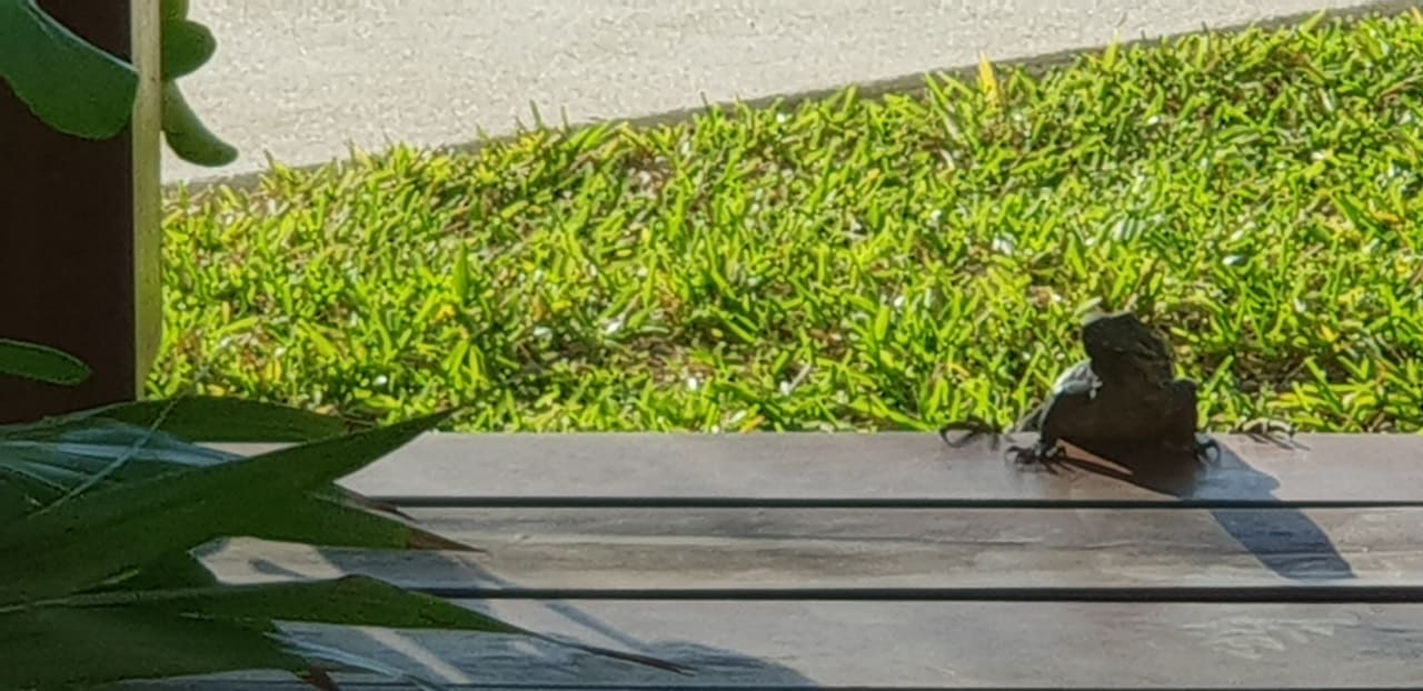 Gartenanlage Akumal Bay Beach & Wellness Resort