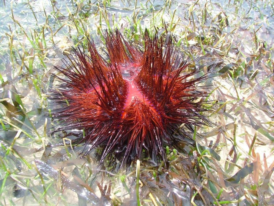 Seeigel Neptune Paradise Beach Resort & Spa