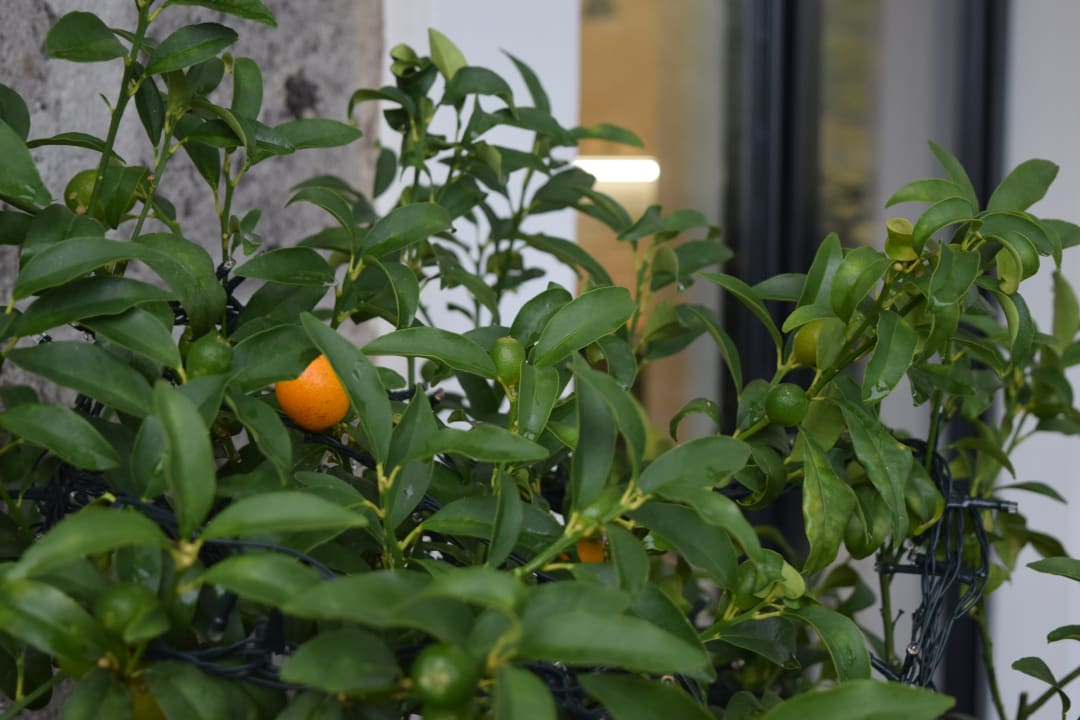 Gartenanlage Maison Bon Bon