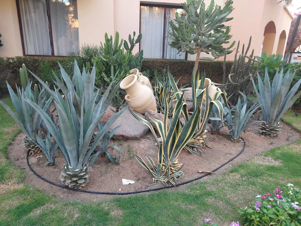 Gartenanlage Jaz Makadi Saraya Resort