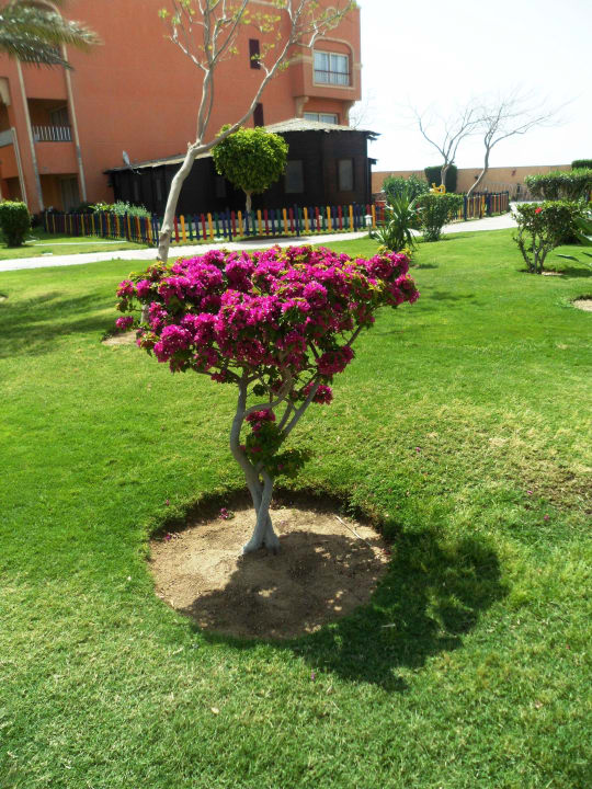 Территория отеля Sentido Caribbean World Soma Bay