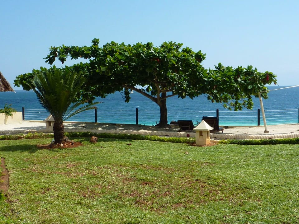 Baum an der Coco Bar Royal Zanzibar Beach Resort