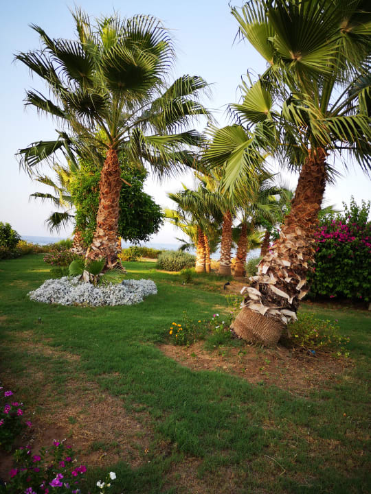 Gartenanlage Three Corners Equinox Beach Resort